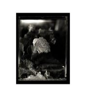 Images from the Janes Garden Portfolio. A study in the beauty of a garden in decay. - ©2020 joegallophotography